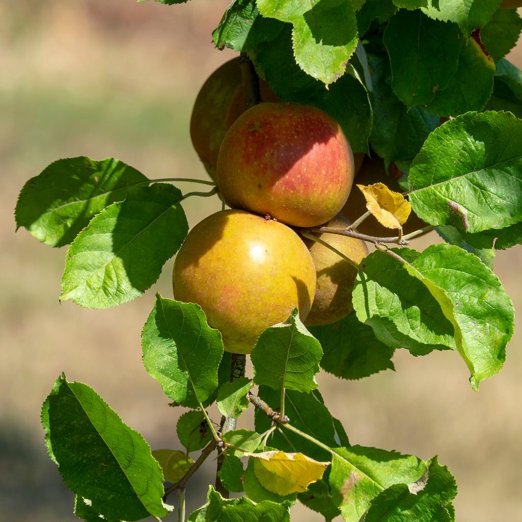 Pommier colonnaire Cheverny delcolin - Malus domestica en motte prêt à planter