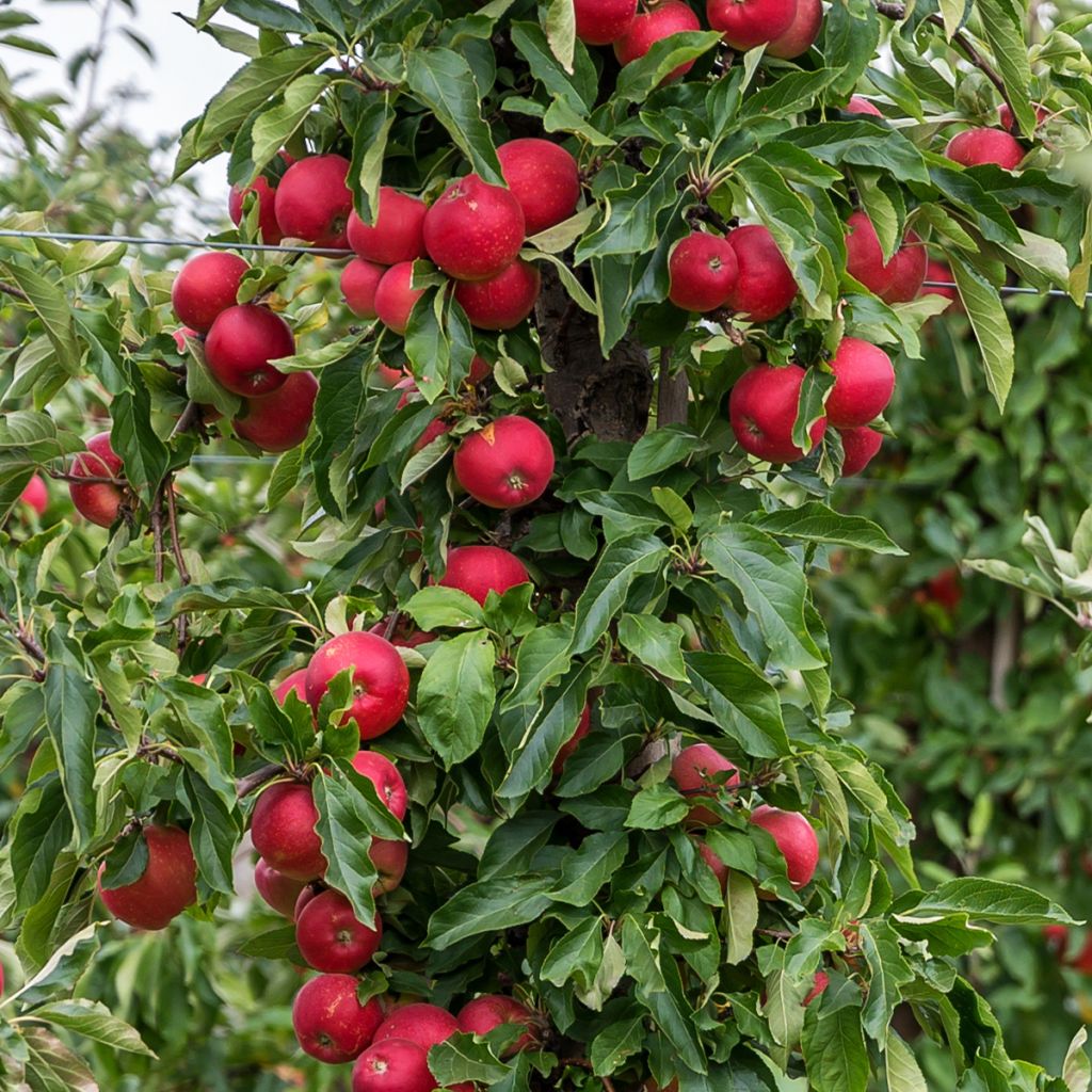 Pommier colonnaire Vaux Le Vicomte delcosu - Malus domestica en motte prêt à planter