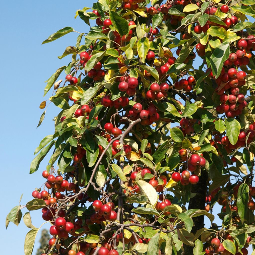 Malus sieversii