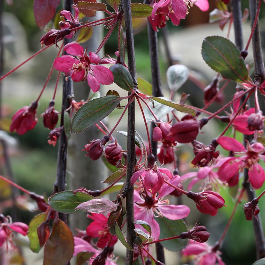 Malus Royal Beauty - Melo da fiore