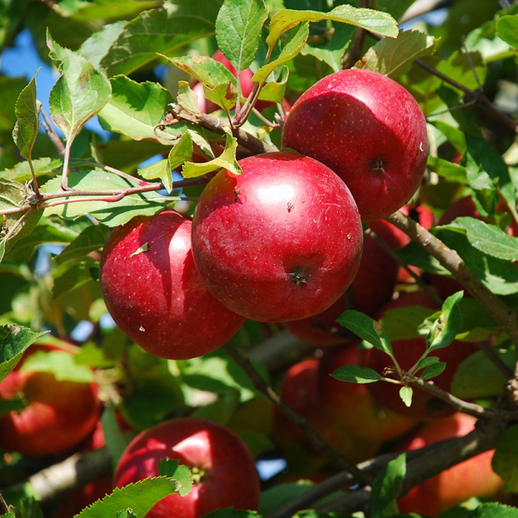 Melo nano Fruit Me Apple Me Red Gala