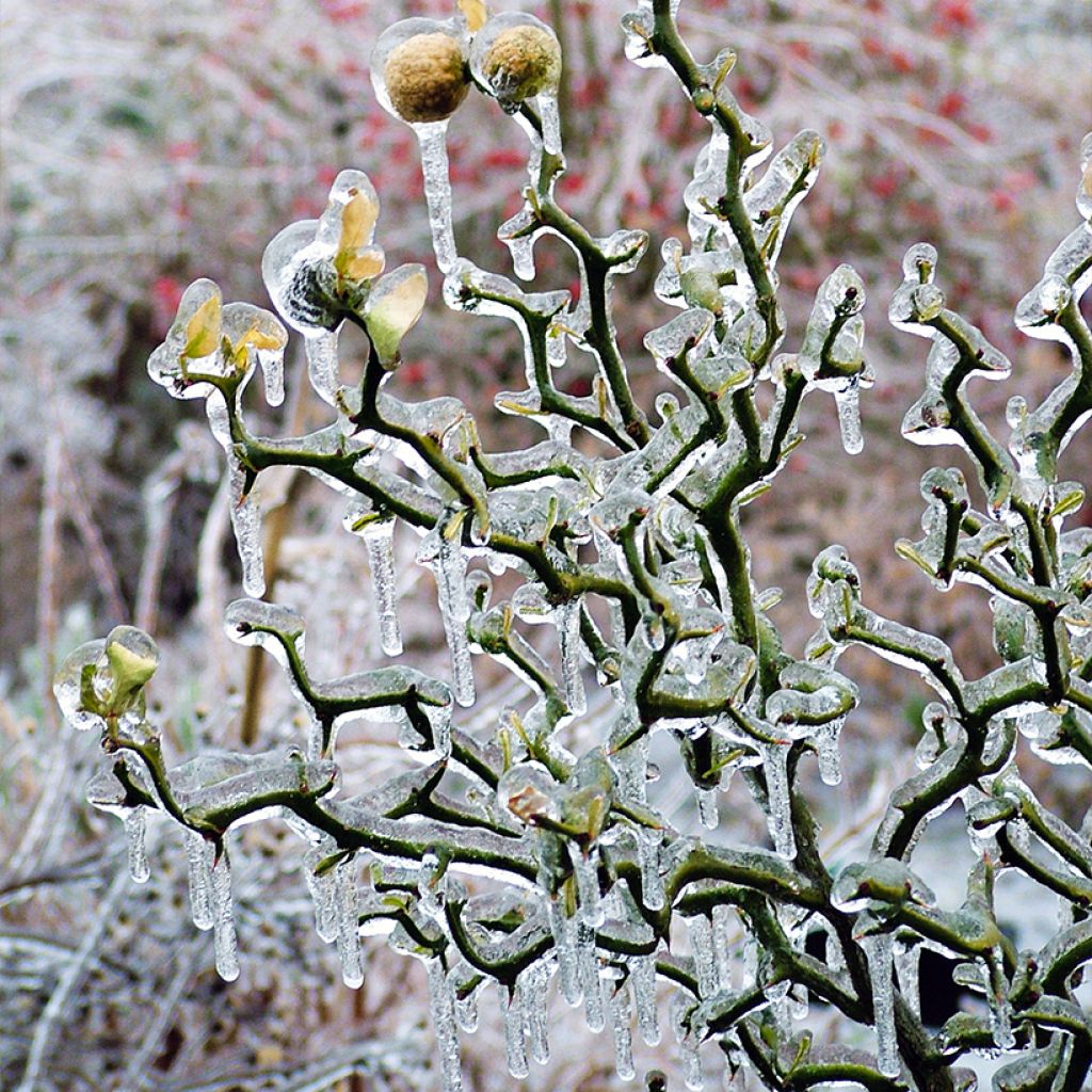 Poncirus trifoliata Flying Dragon - Arancio trifogliato