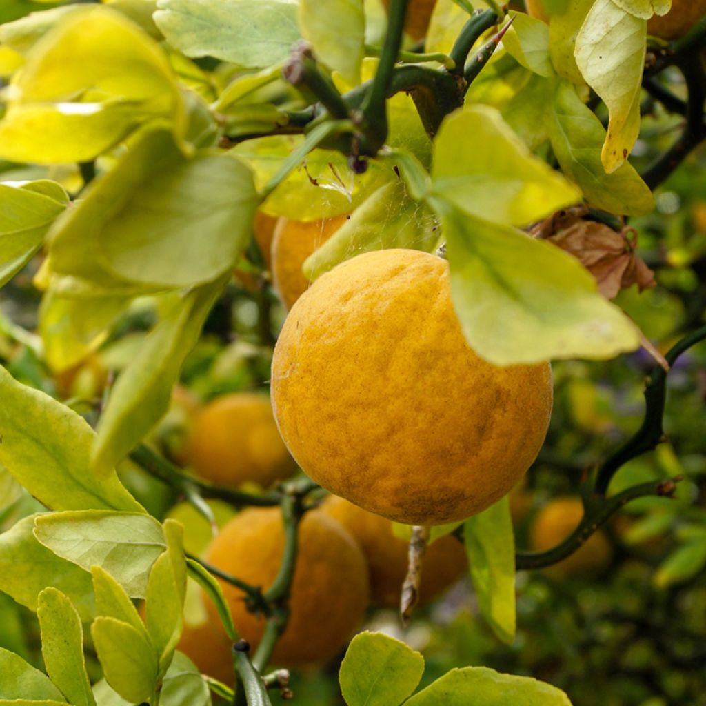 Poncirus trifoliata Flying Dragon - Arancio trifogliato