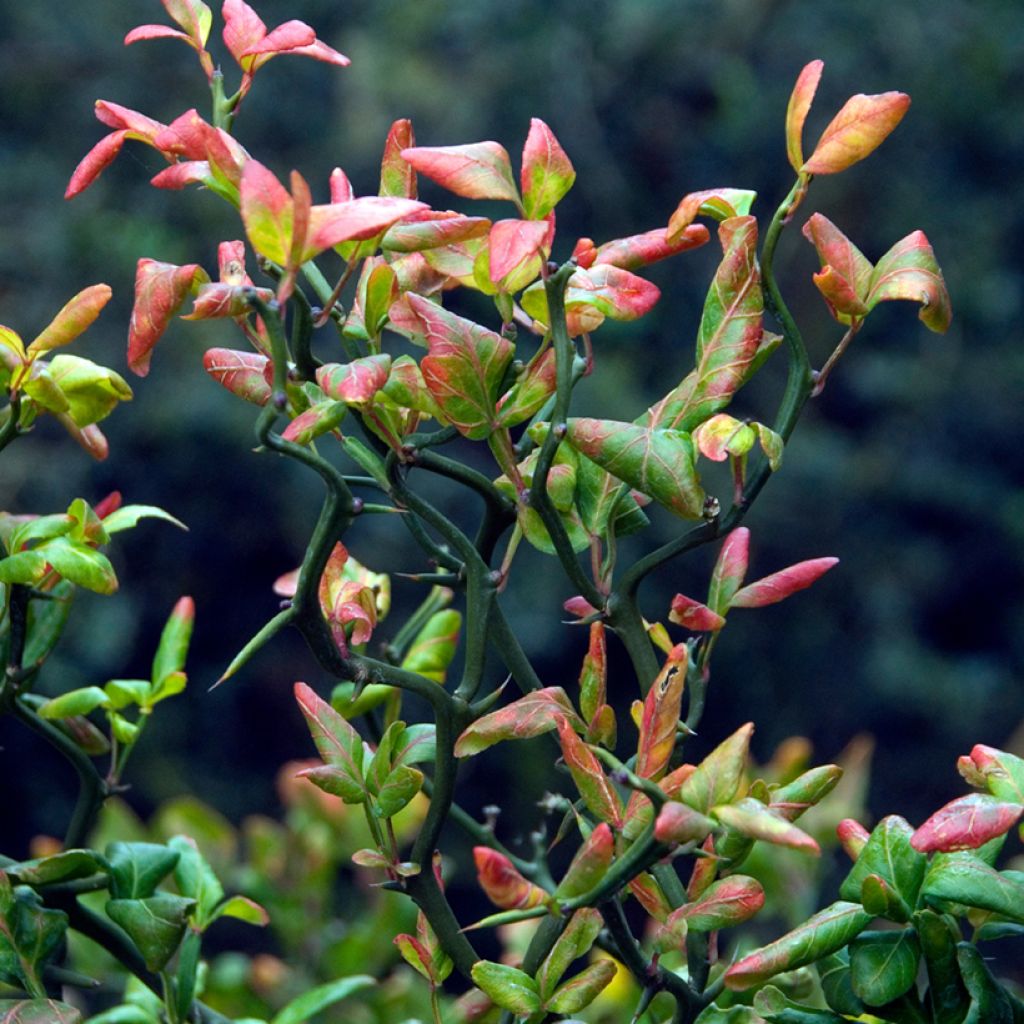 Poncirus trifoliata Flying Dragon - Arancio trifogliato