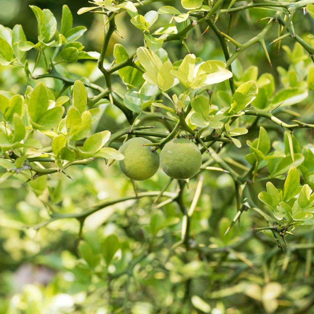 Poncirus trifoliata Flying Dragon - Arancio trifogliato