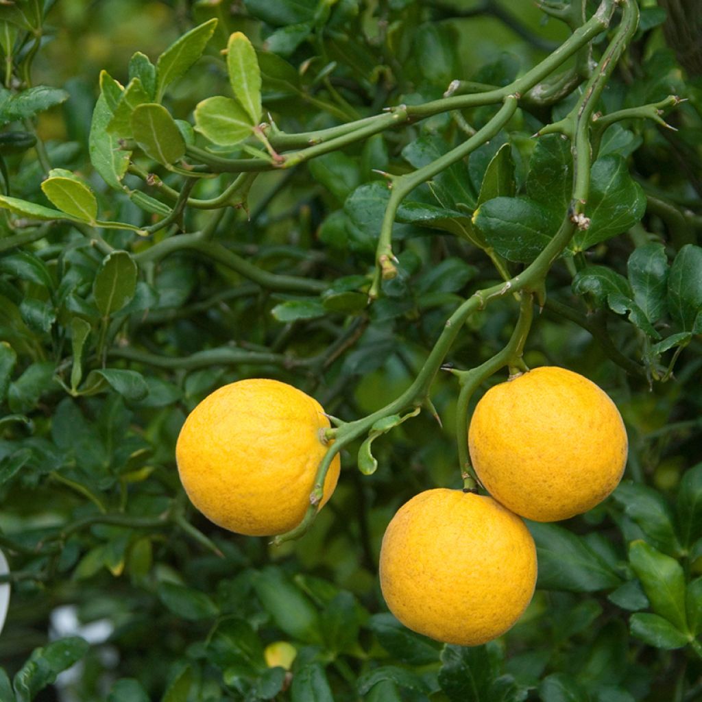 Poncirus trifoliata Flying Dragon - Arancio trifogliato