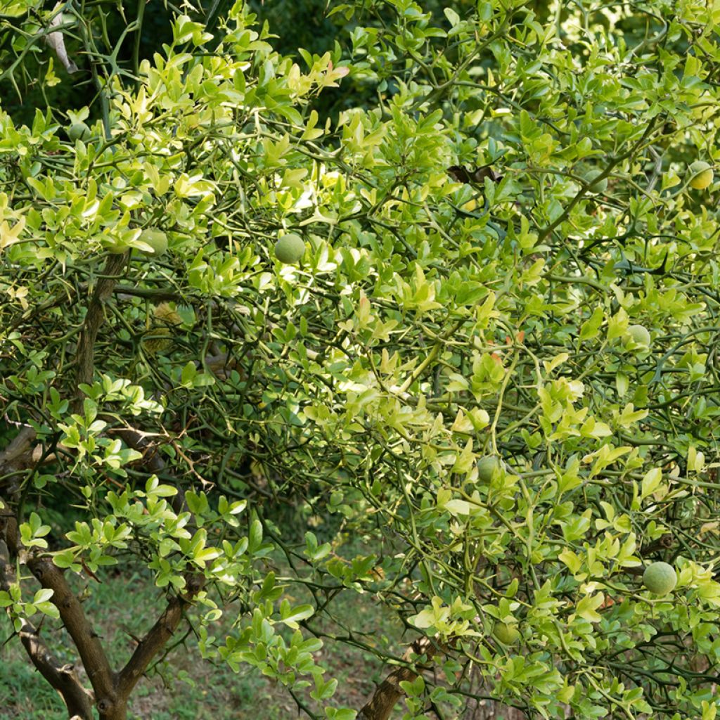 Poncirus trifoliata Flying Dragon - Arancio trifogliato