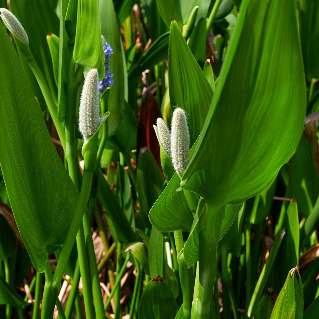 Pontederia lanceolata