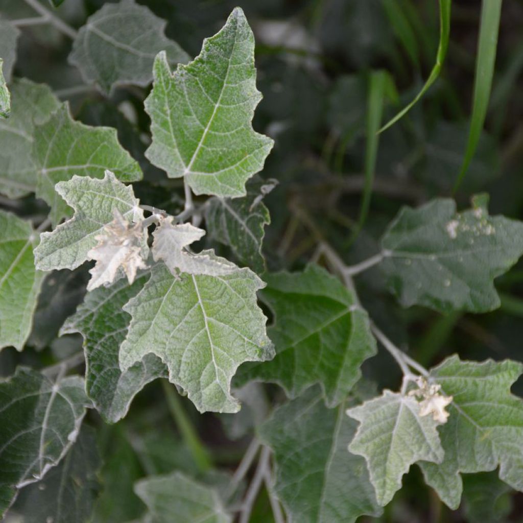 Peuplier blanc Nivea - Populus alba Nivea