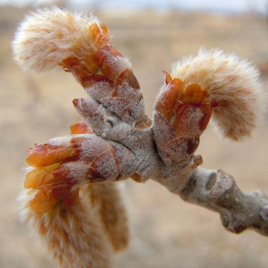 Peuplier blanc Nivea - Populus alba Nivea