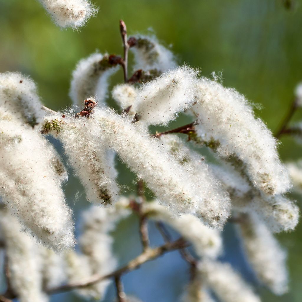 Populus alba - Pioppo bianco