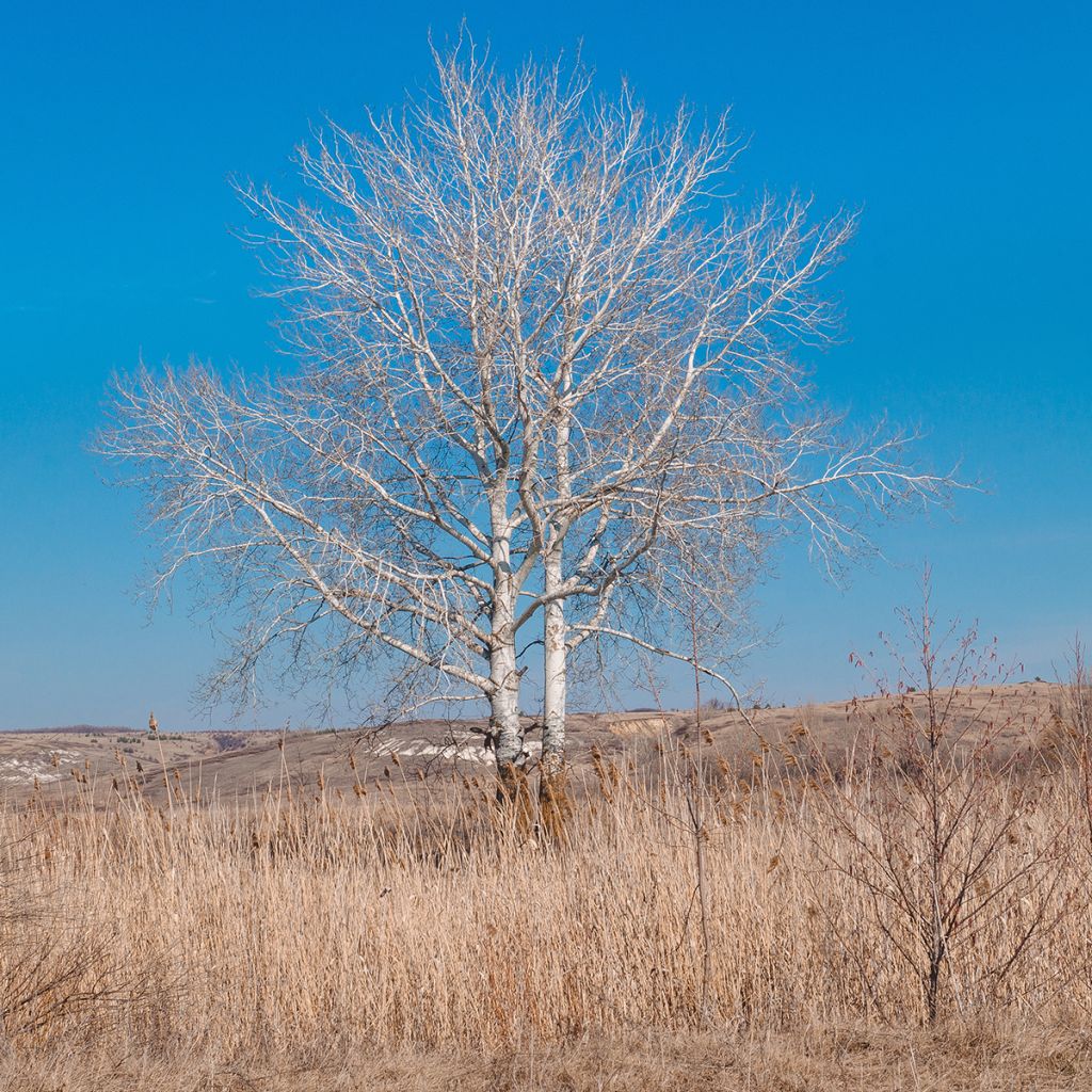 Populus alba - Pioppo bianco