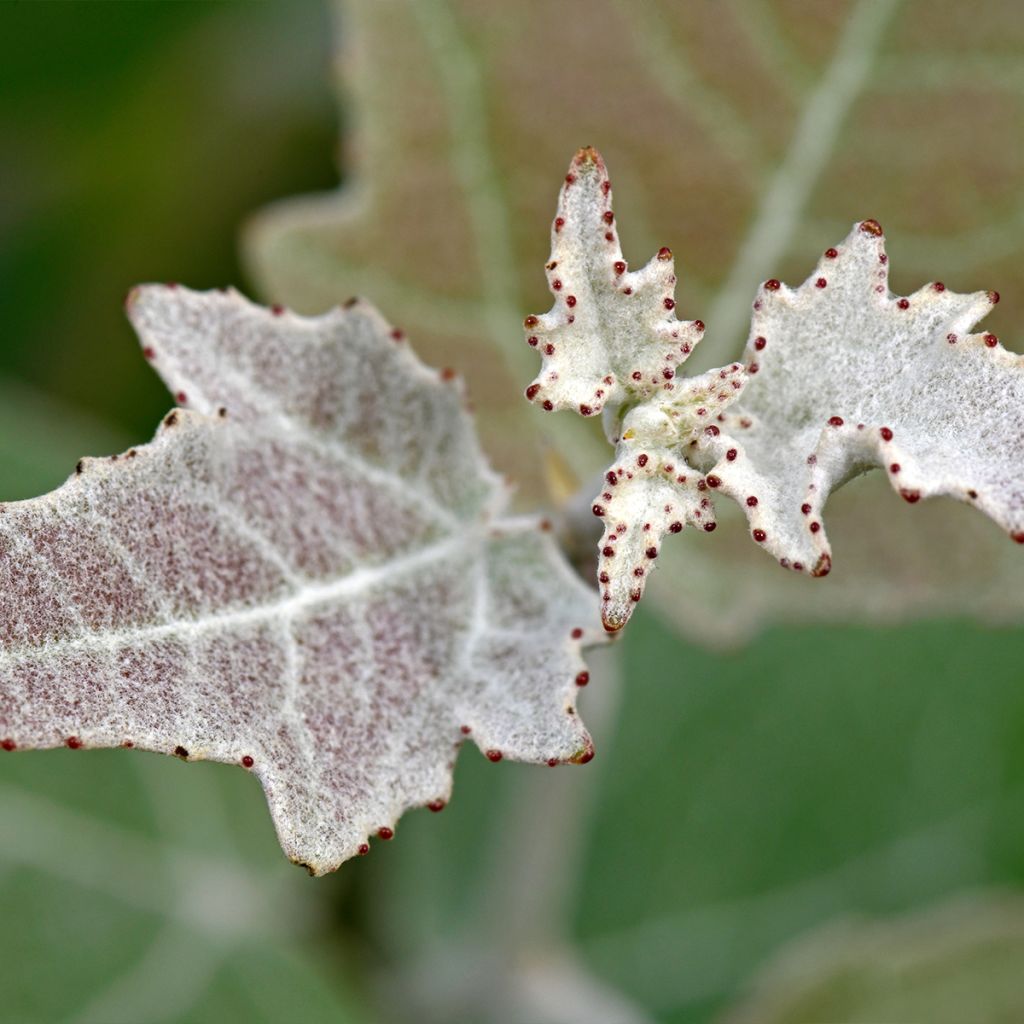 Populus alba - Pioppo bianco