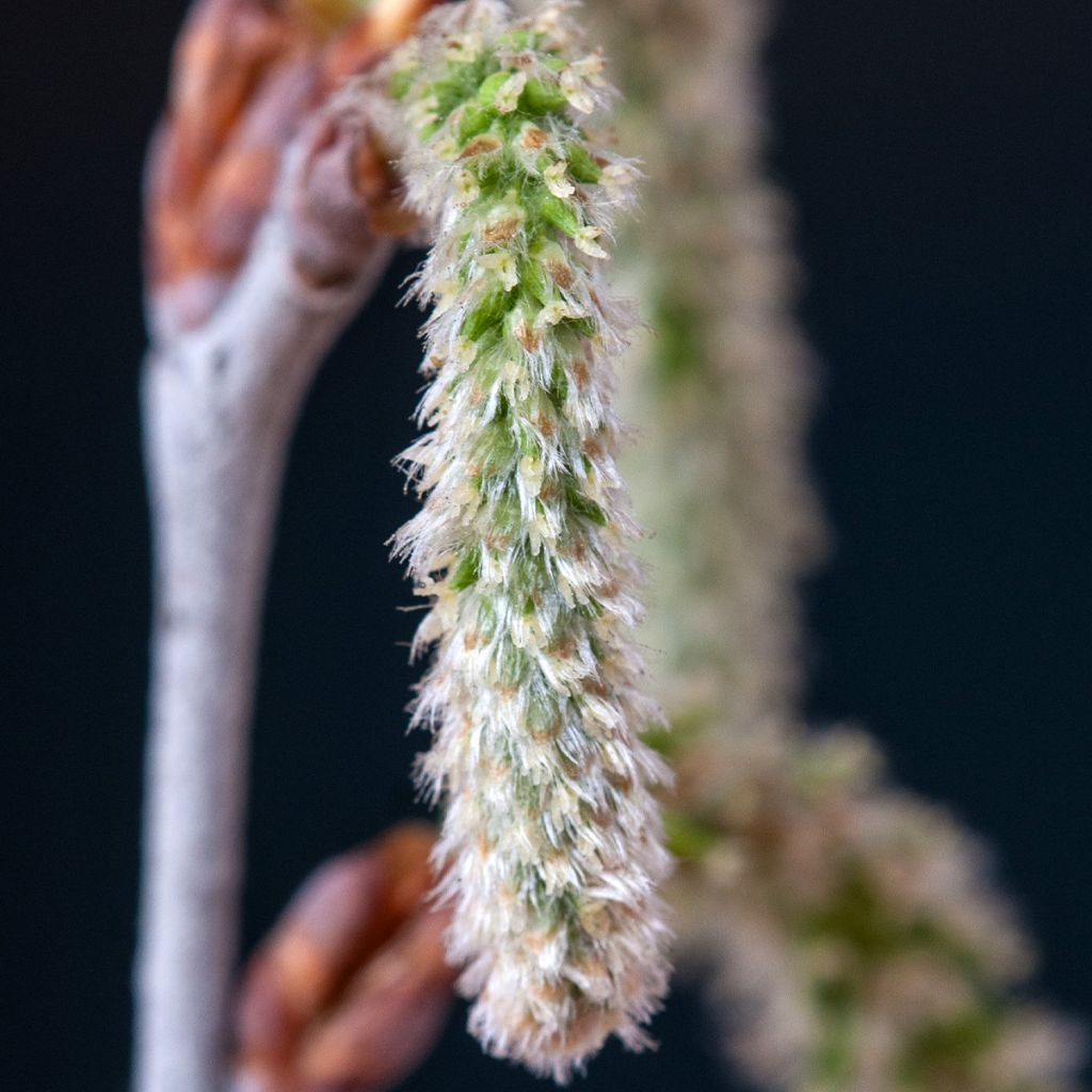 Populus alba - Pioppo bianco