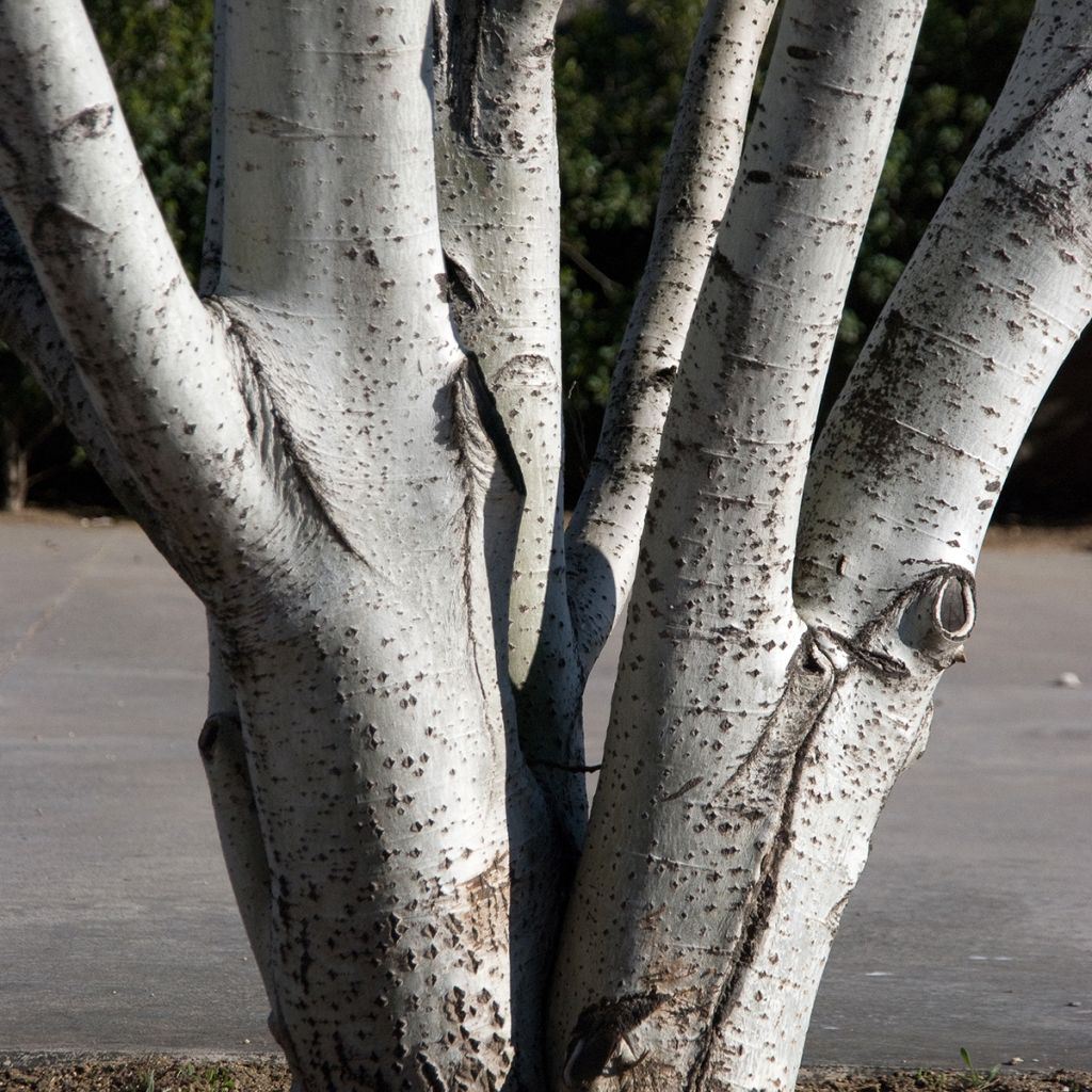 Populus alba - Pioppo bianco