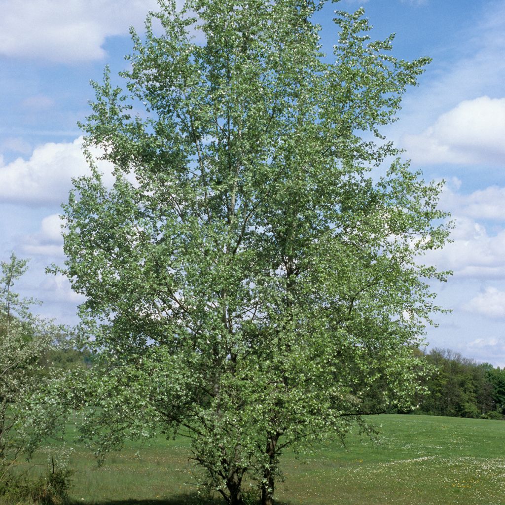 Populus alba - Pioppo bianco