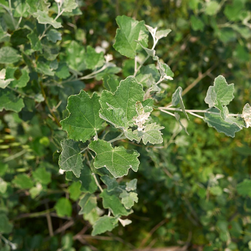 Populus alba - Pioppo bianco