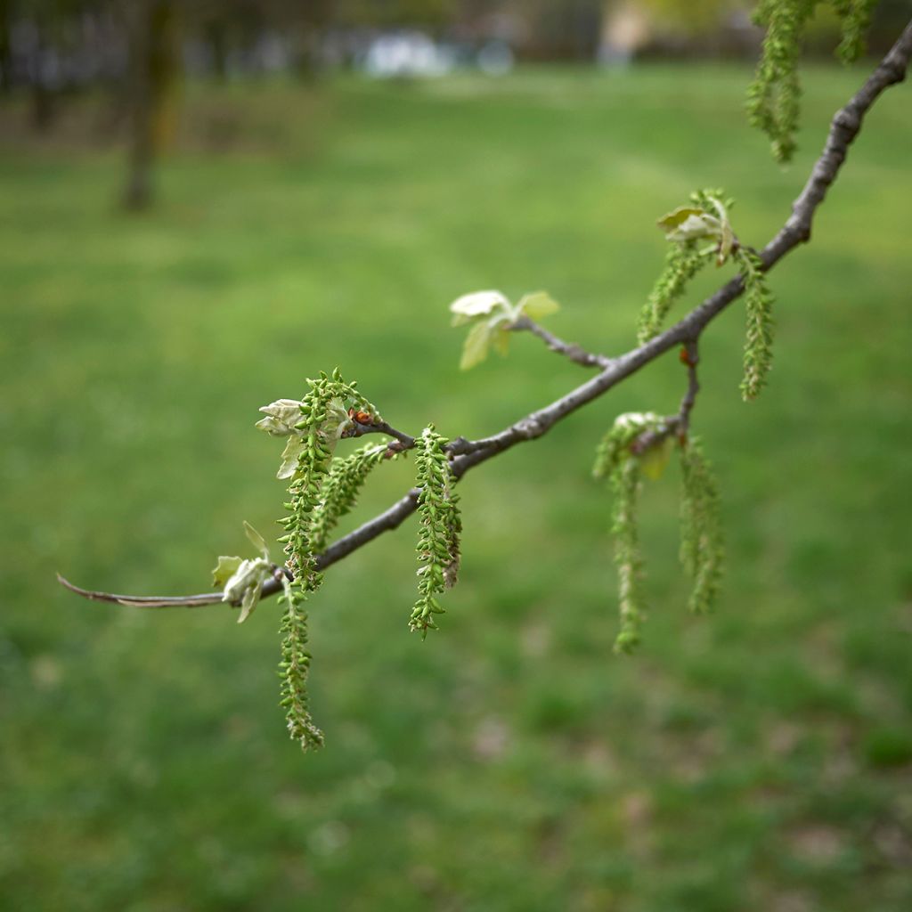 Populus alba - Pioppo bianco