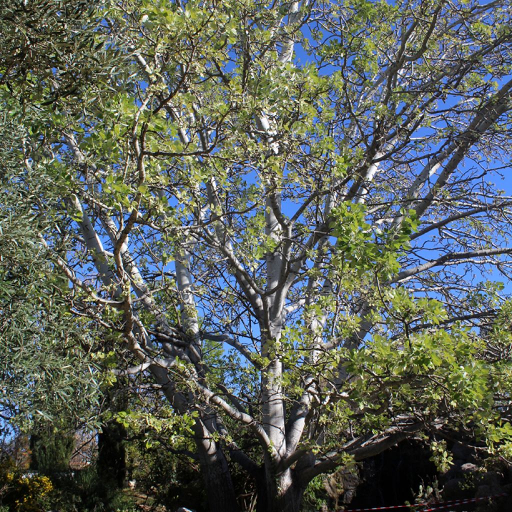 Populus alba - Pioppo bianco