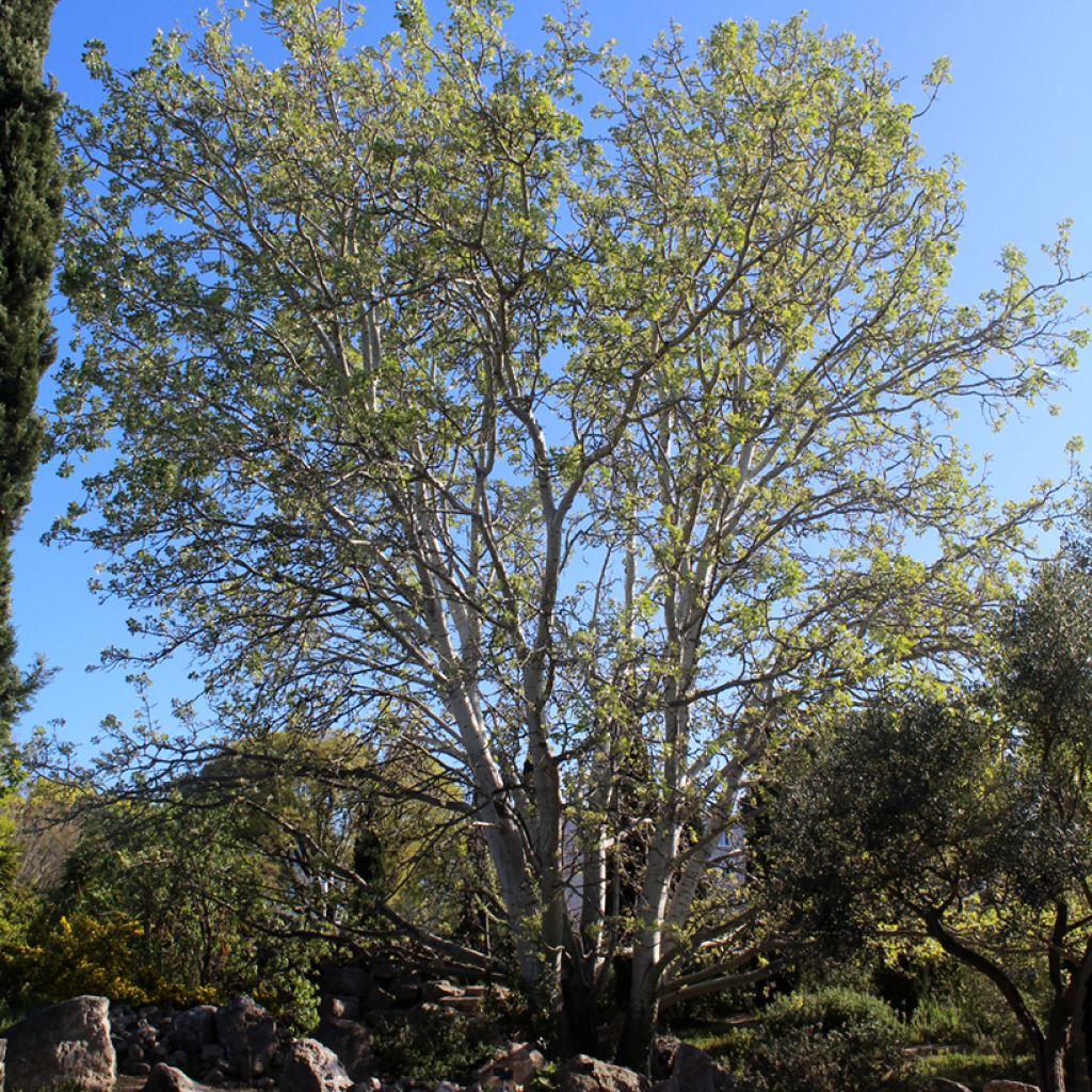 Populus alba - Pioppo bianco