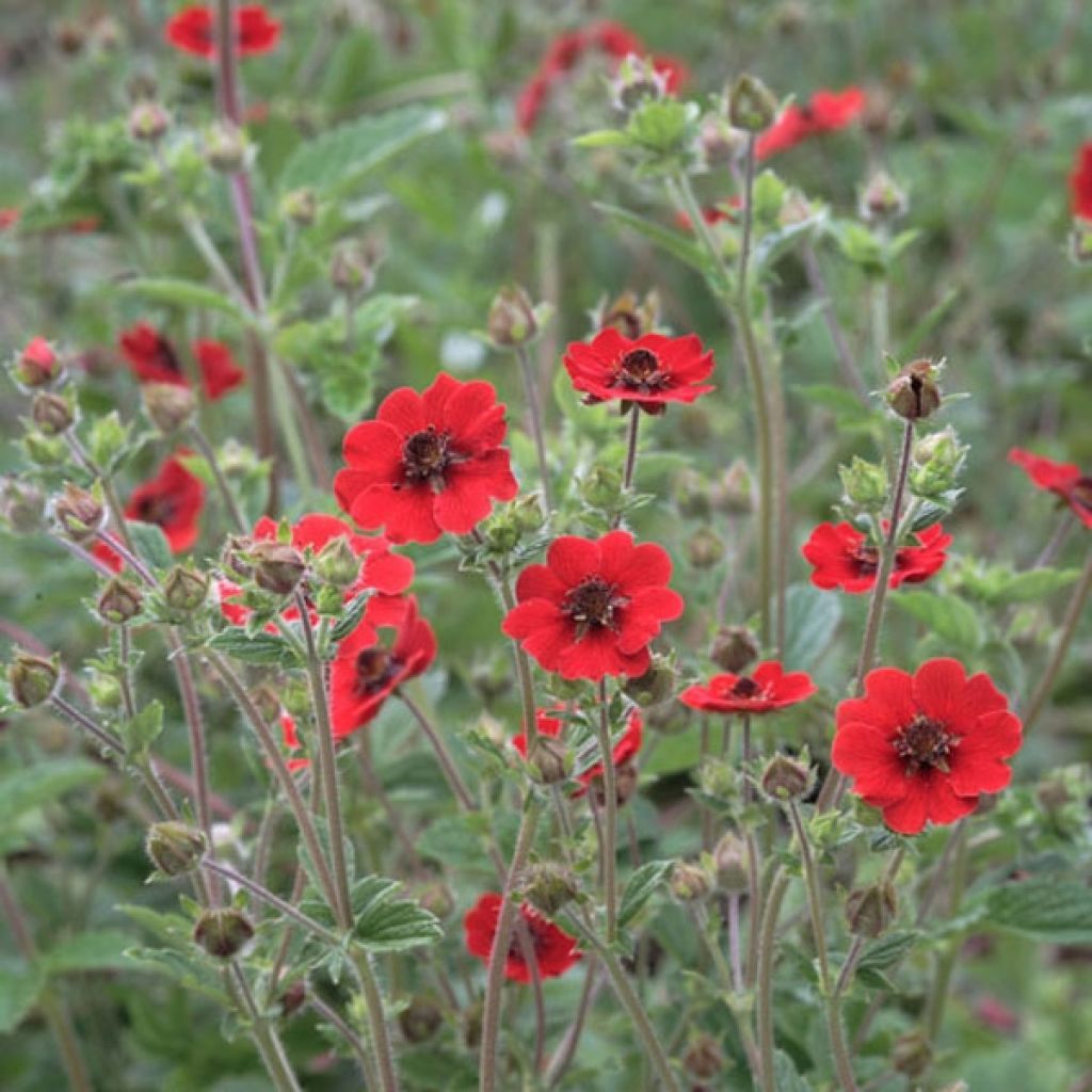 Potentilla Gibson's Scarlet