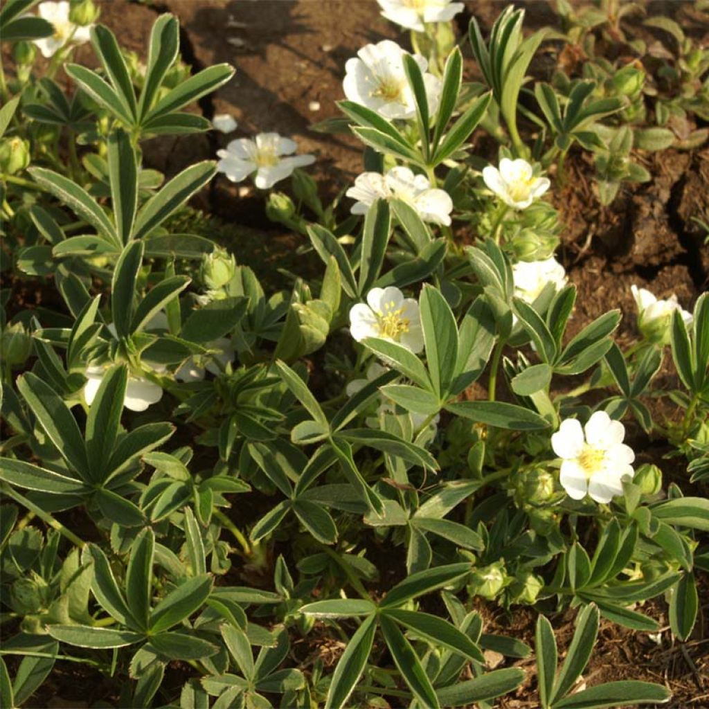 Potentilla alba - Cinquefoglia bianca