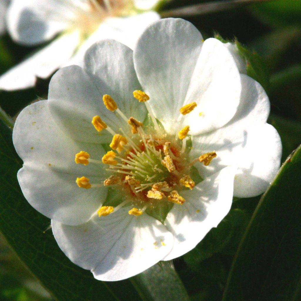 Potentilla alba - Cinquefoglia bianca