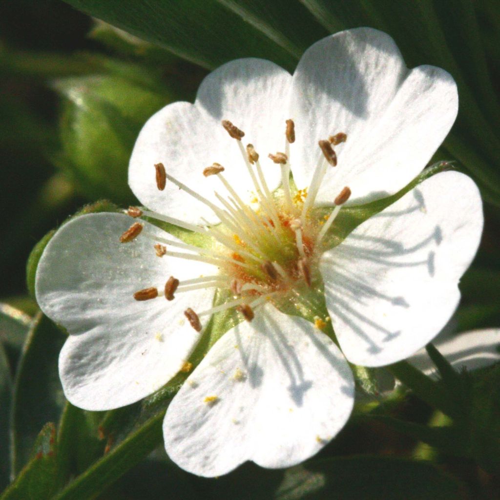 Potentilla alba - Cinquefoglia bianca