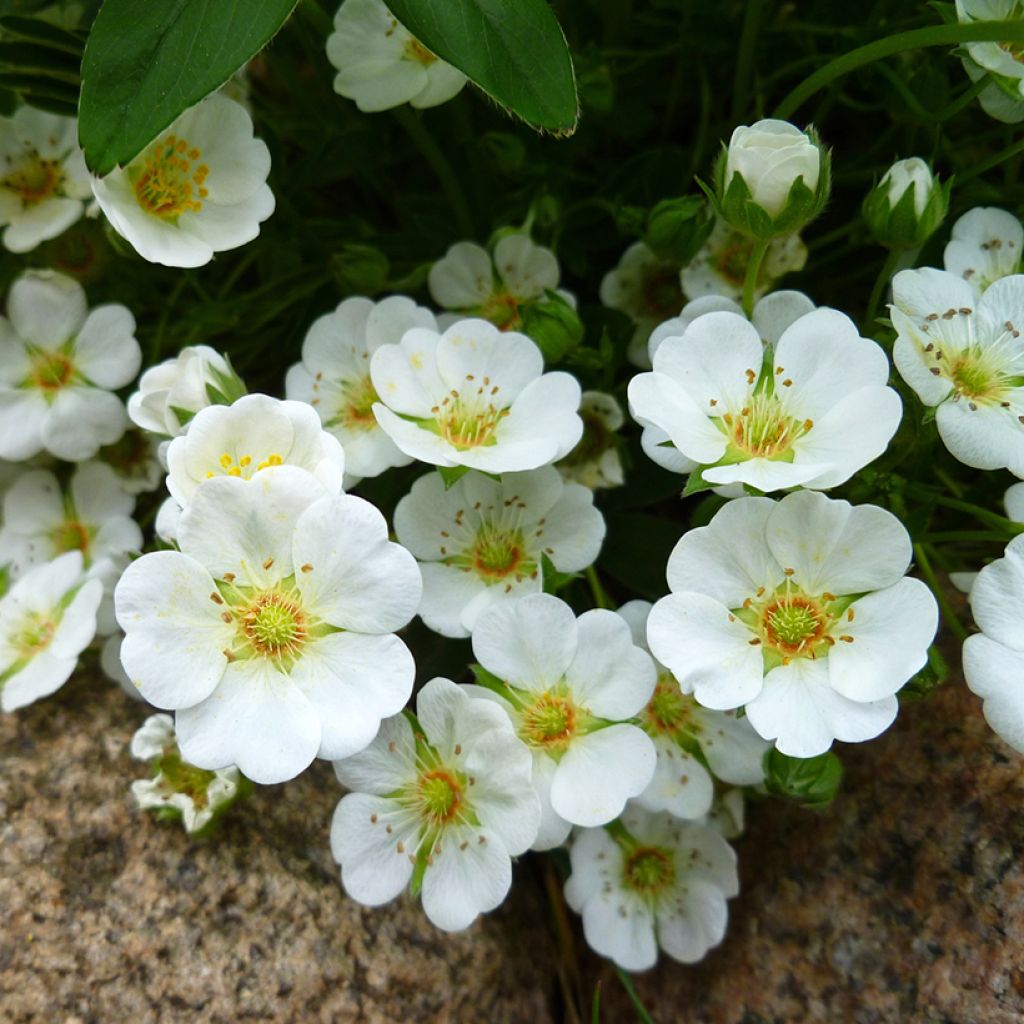 Potentilla alba - Cinquefoglia bianca