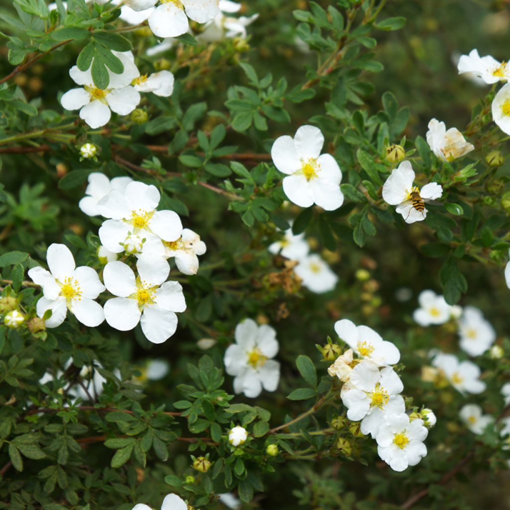 Potentilla alba - Cinquefoglia bianca