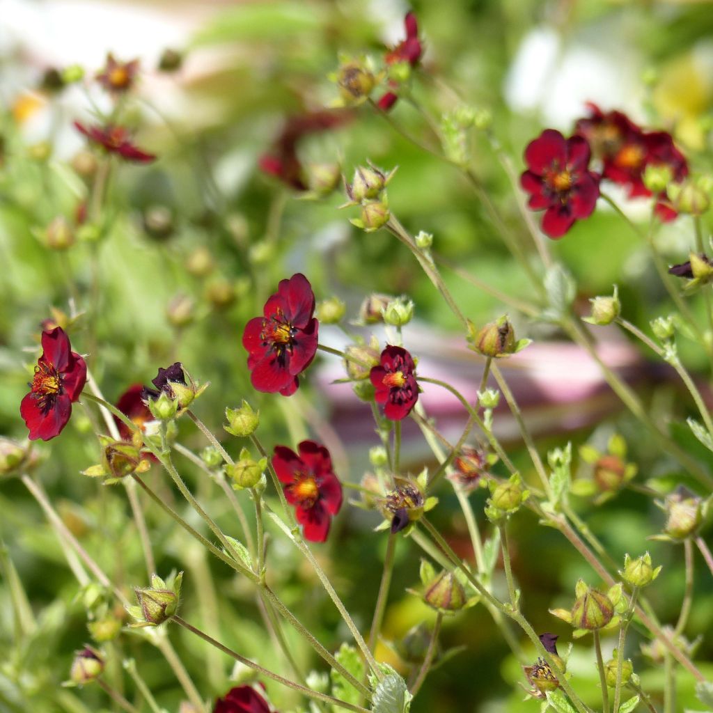 Potentilla atrosanguinea - Cinquefoglia