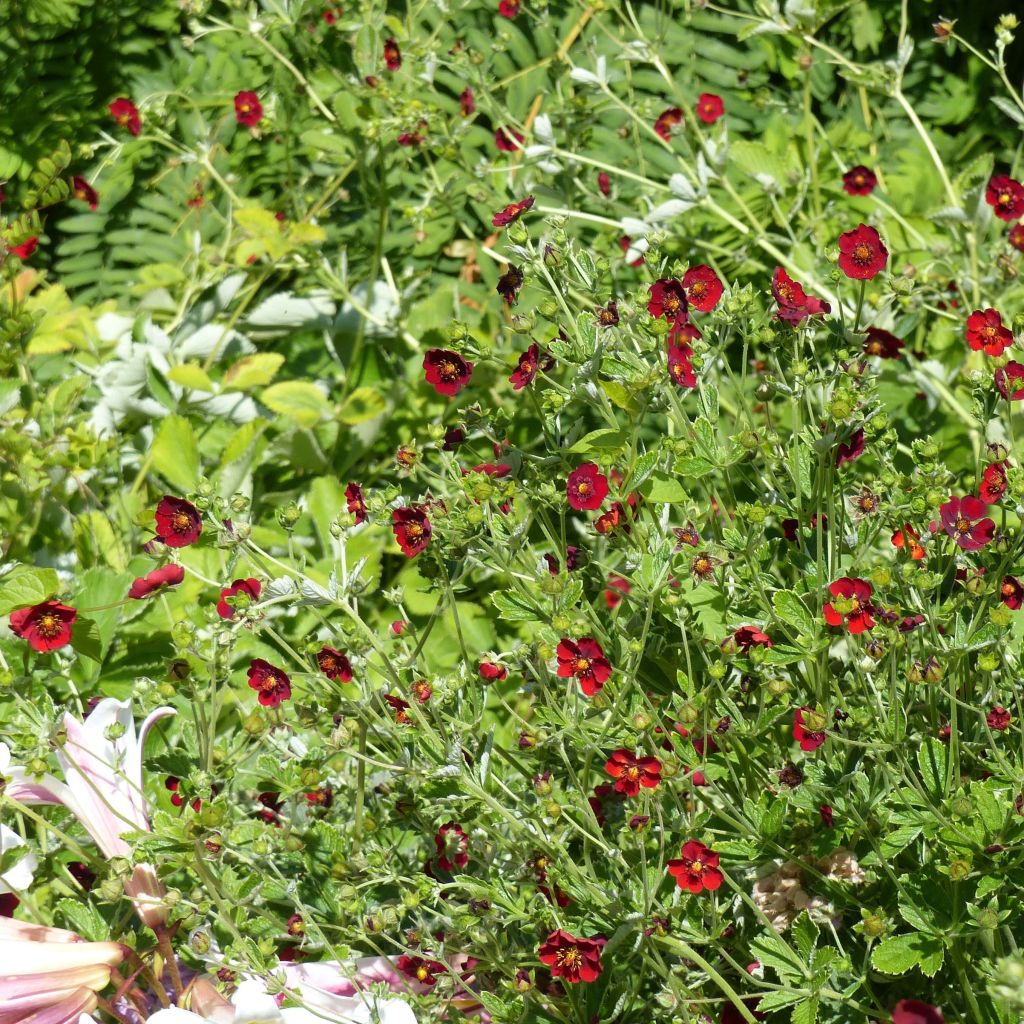 Potentilla atrosanguinea - Cinquefoglia