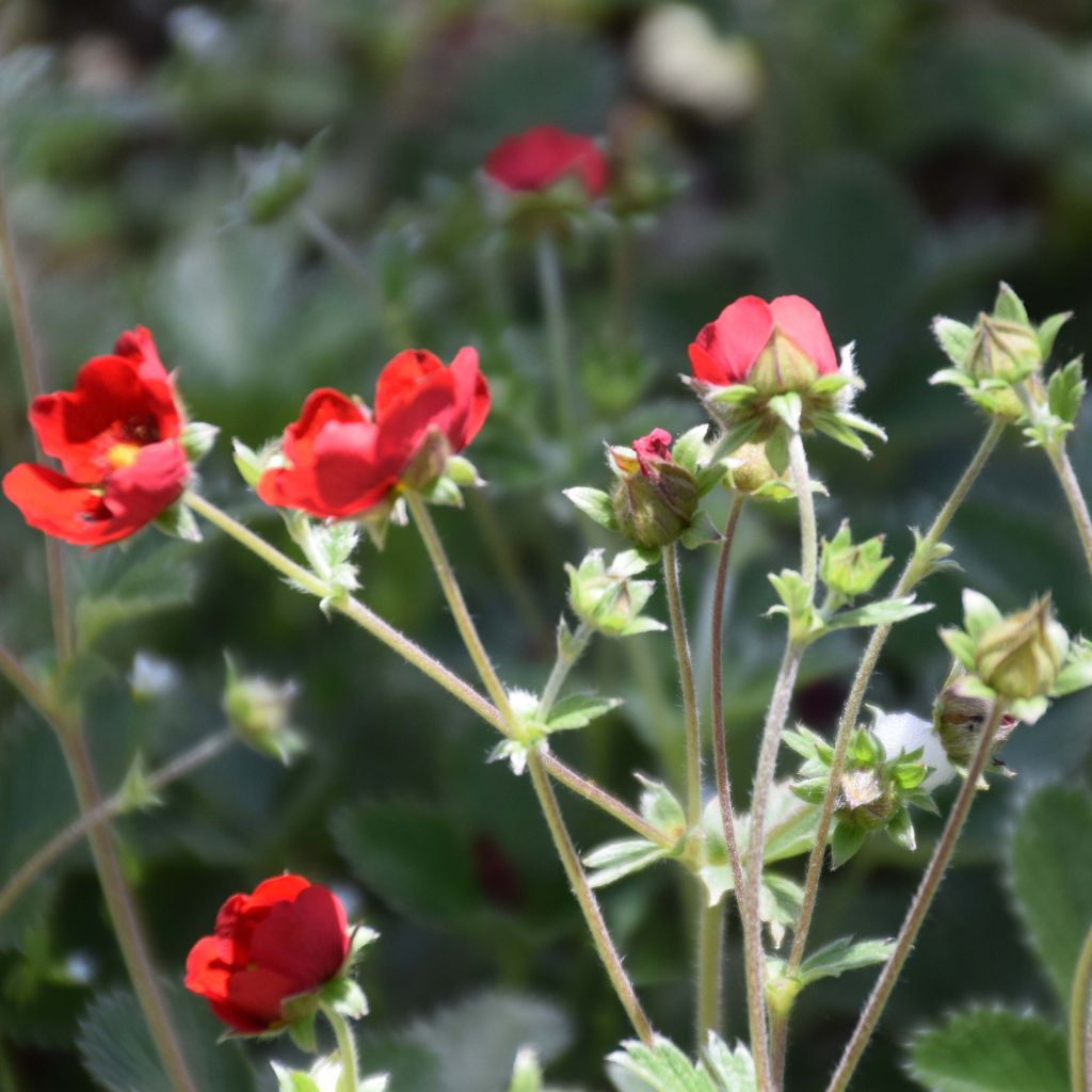 Potentilla atrosanguinea - Cinquefoglia