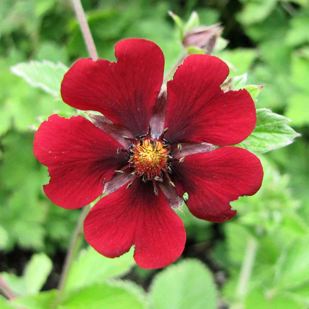 Potentilla atrosanguinea - Cinquefoglia