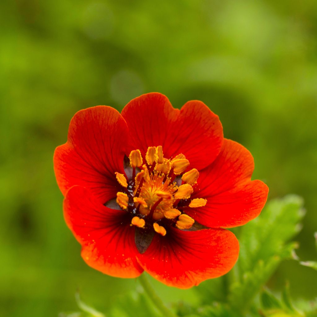 Potentilla atrosanguinea - Cinquefoglia