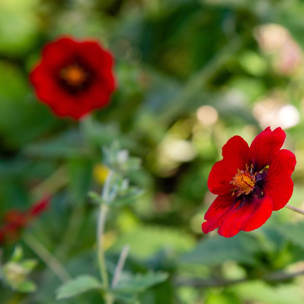 Potentilla atrosanguinea - Cinquefoglia