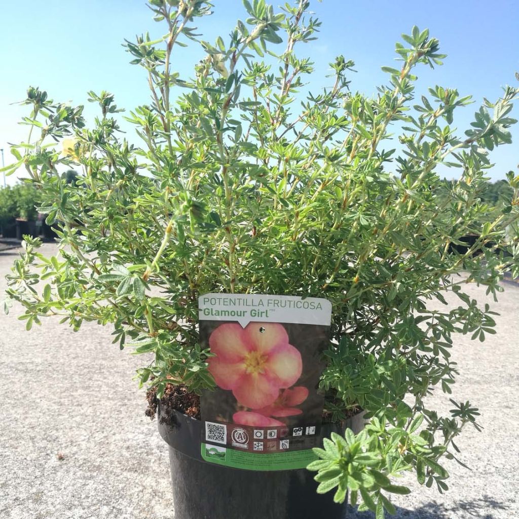 Potentilla fruticosa Glamour Girl