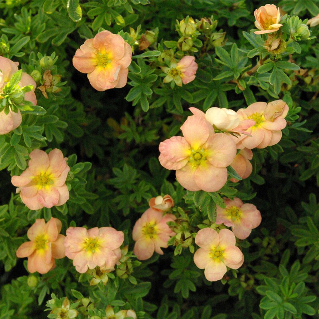 Potentilla fruticosa Bella Apple