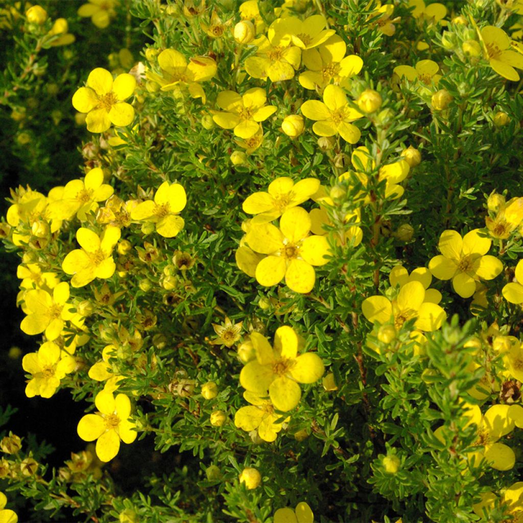 Potentilla fruticosa Bella Lindsey