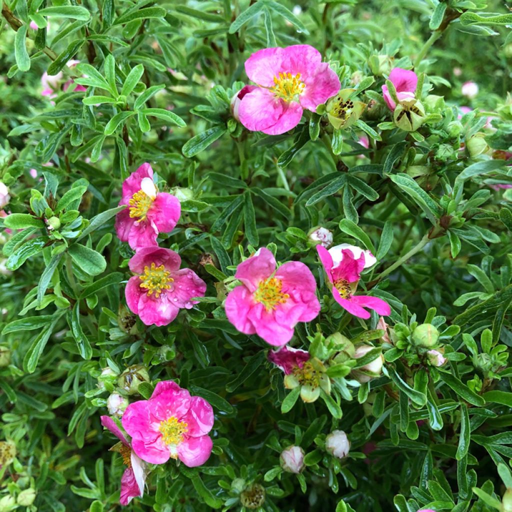 Potentilla fruticosa Bellissima - Potentille arbustive