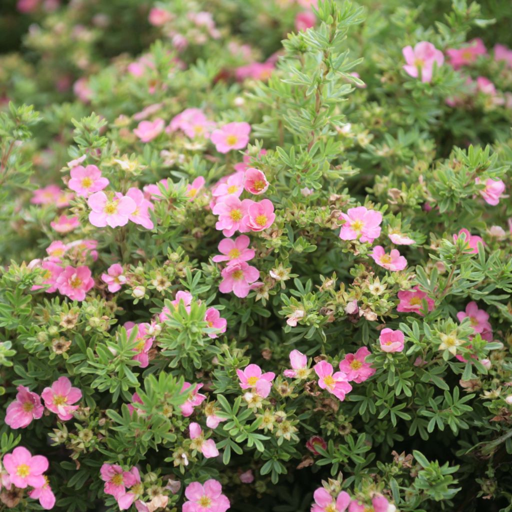 Potentilla fruticosa  Lovely Pink - Potentille arbustive.