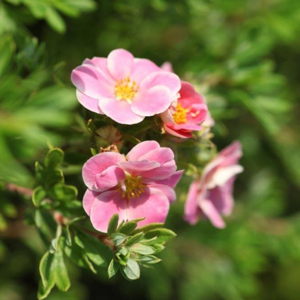 Potentille fruticosa Pink Paradise