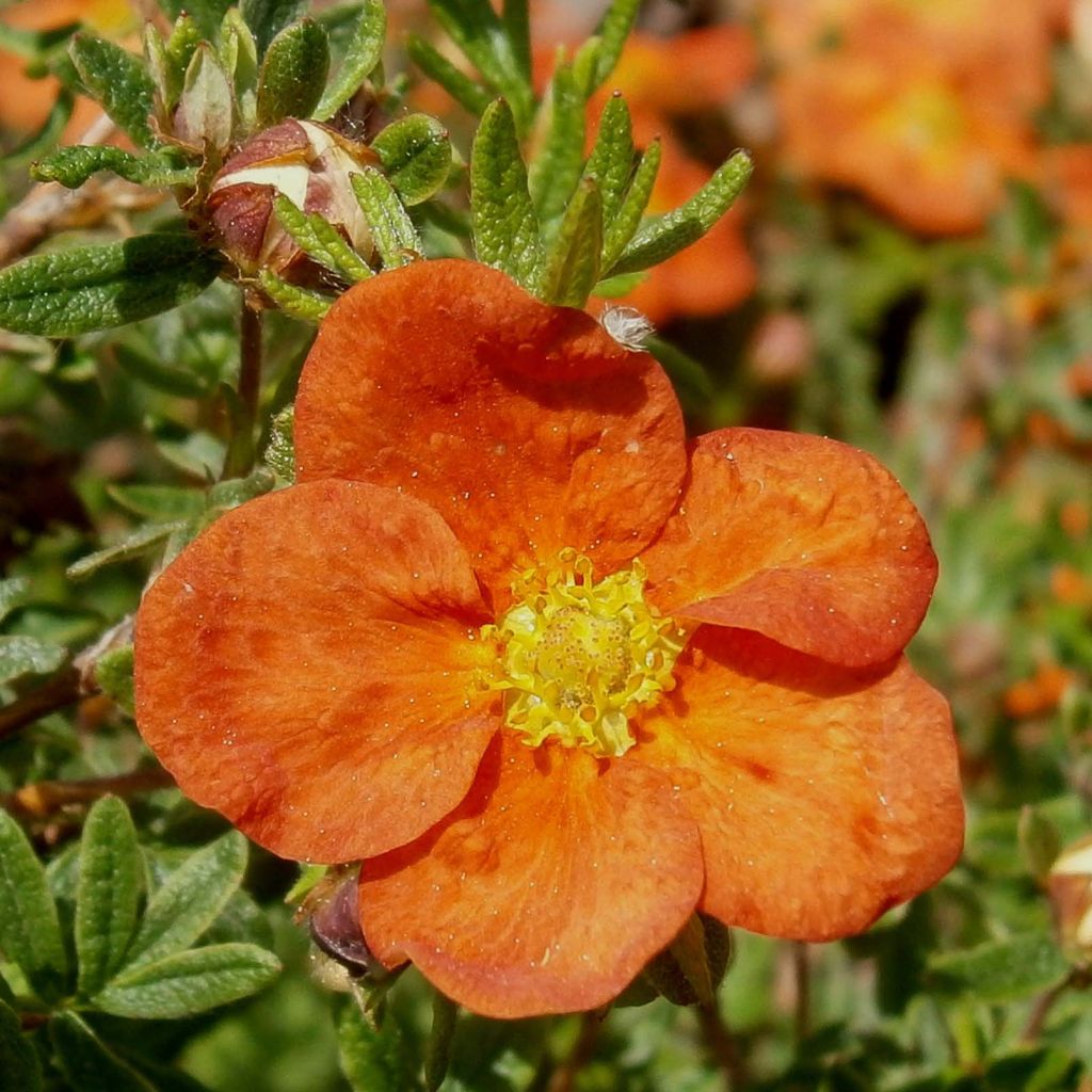 Potentilla fruticosa Red Ace - Potentille arbustive