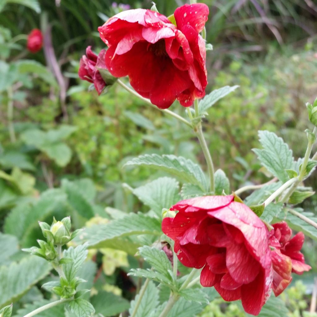 Potentilla hybride Arc en Ciel - Potentille vivace double rouge et jaune