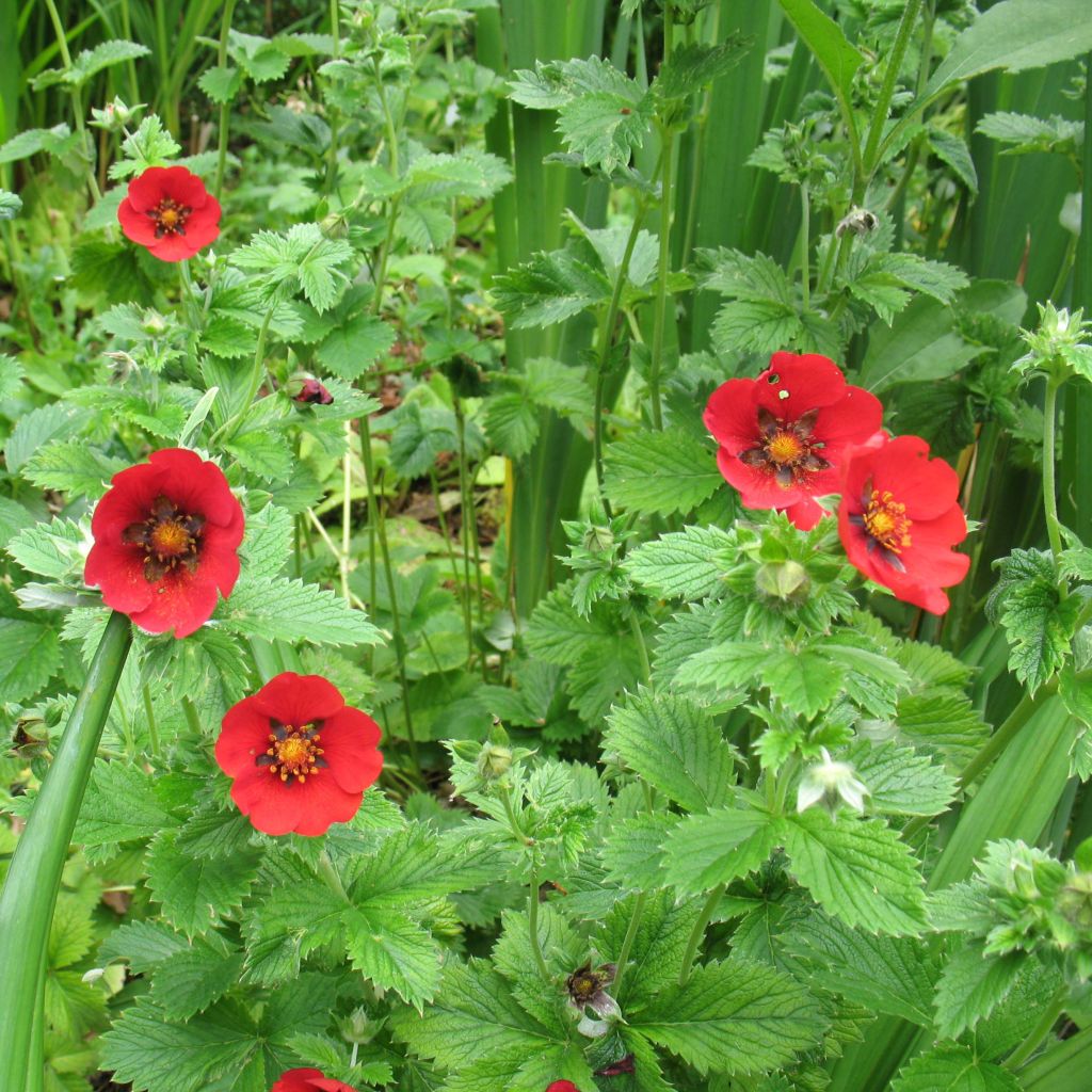 Potentilla Flamenco