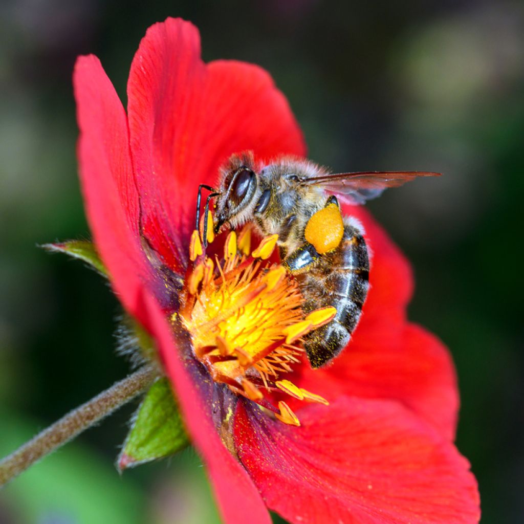 Potentilla Flamenco