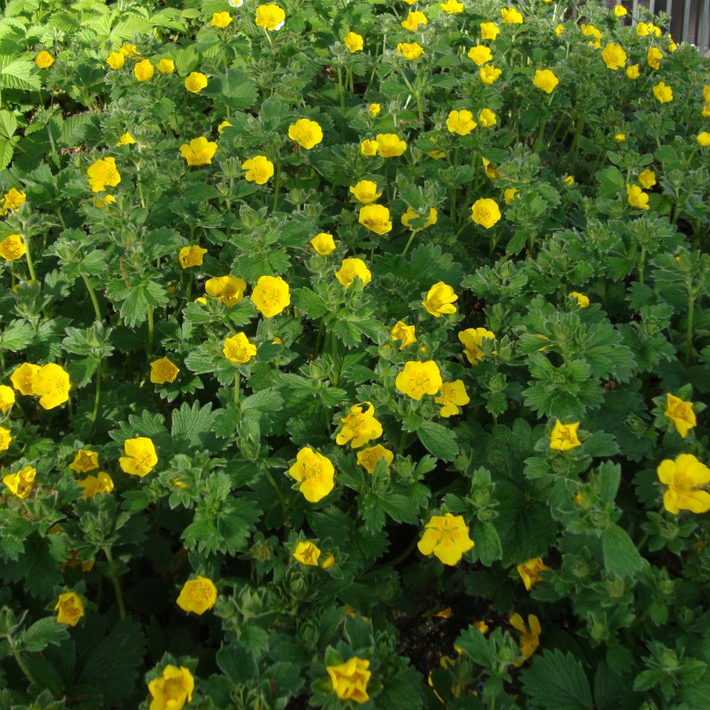 Potentilla megalantha