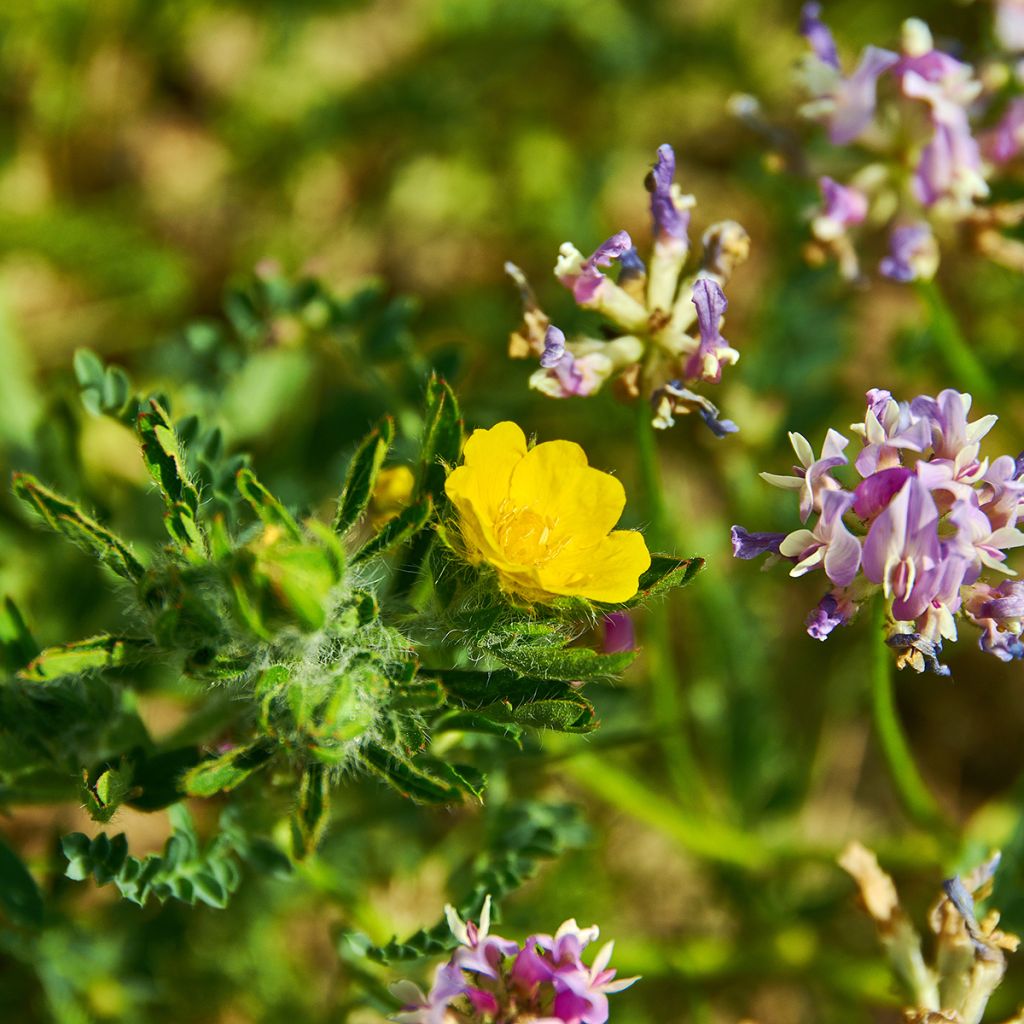 Potentilla megalantha