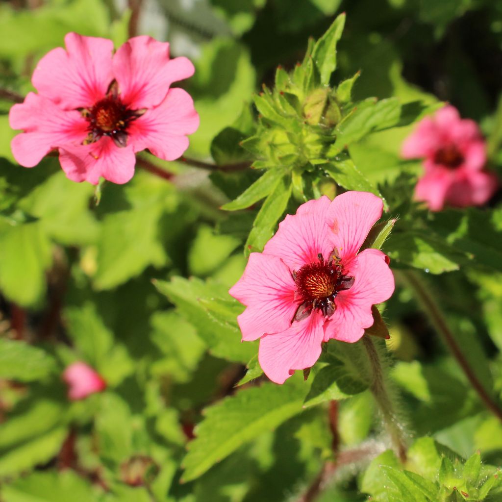 Potentilla nepalensis Miss Willmot