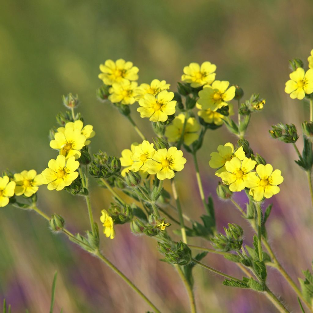 Potentilla recta Warrenii